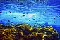 Reef
